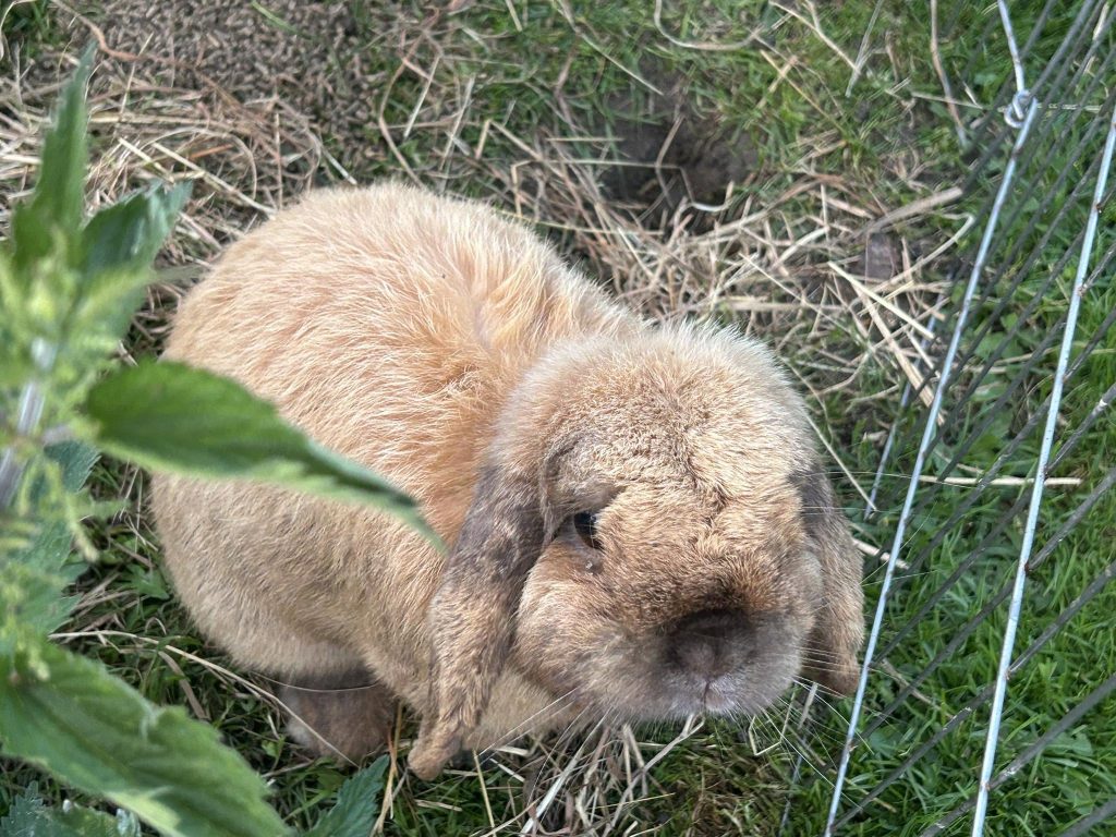 Luca